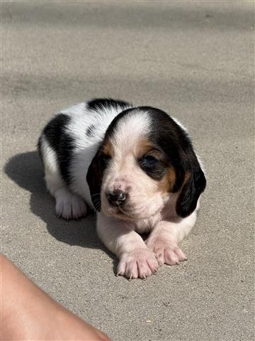 $800 : Basset hound image 4