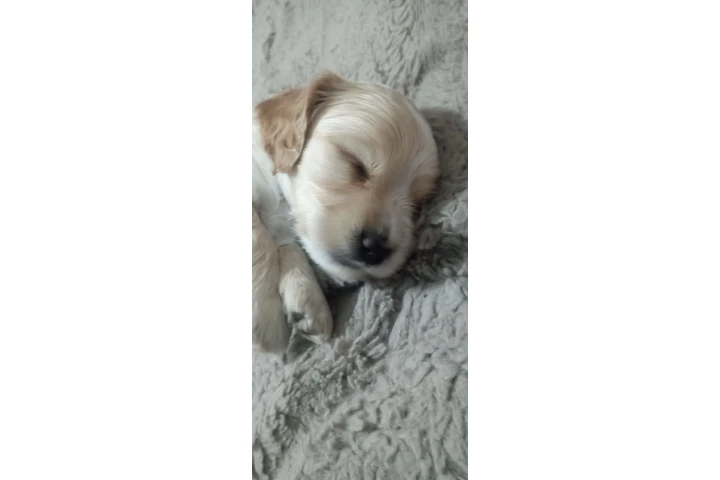 $350 : Cocker mix Yorkie image 1