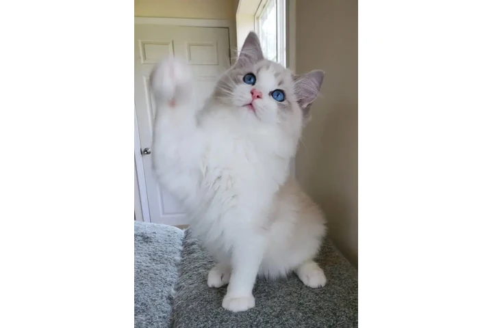 $220 : Weatherzy Ragdoll Cats Ready image 1