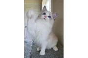Weatherzy Ragdoll Cats Ready en Miami