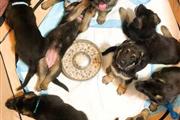 $500 : German Shepherd puppies Availa thumbnail