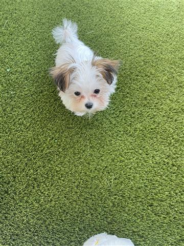 $700 : Shih Tzu image 4