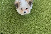 $700 : Shih Tzu thumbnail