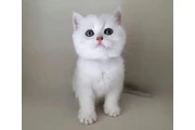 British shorthair for adoption en Chicago