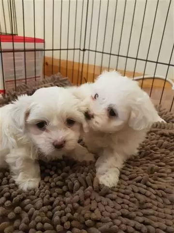 $500 : Super Adorable Maltese Puppies image 1