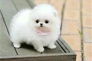 $500 : Pomeranian puppies thumbnail