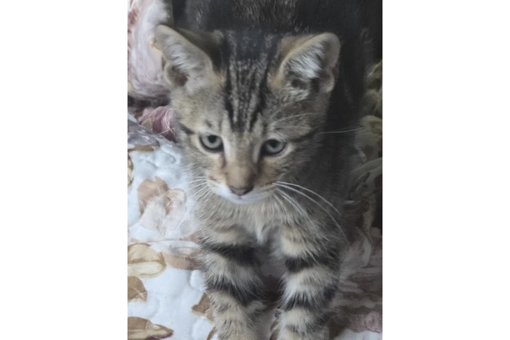 $10 : Free kittens image 3