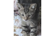 $10 : Free kittens thumbnail