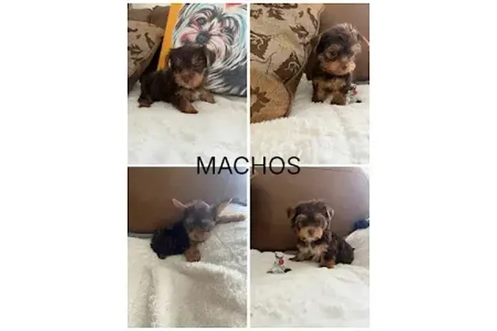 🐶 Cachorritos Yorkshire 🐶 image 1