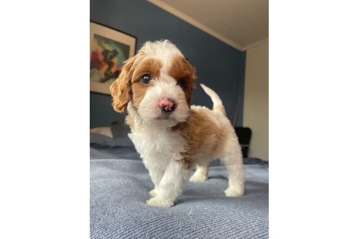 $1800 : Australian Labradoodles image 1