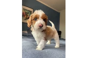 Australian Labradoodles en Santiago