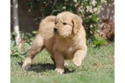 Golden retriever en Monterey