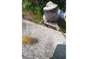 CONTROL DE ABEJAS, BEE REMOVAL en Riverside