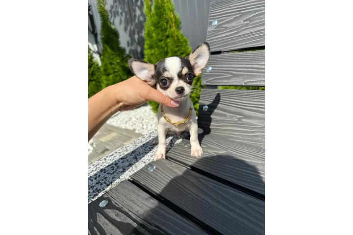 $250 : Chihuahua mini puppies image 8