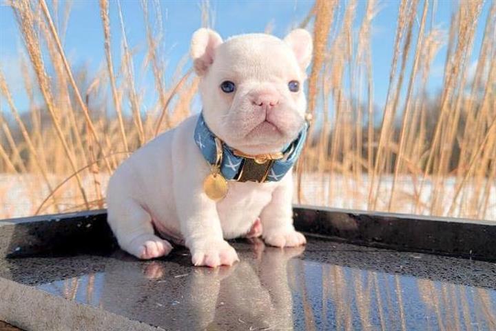 $550 : Cute French Bulldog Puppies image 2