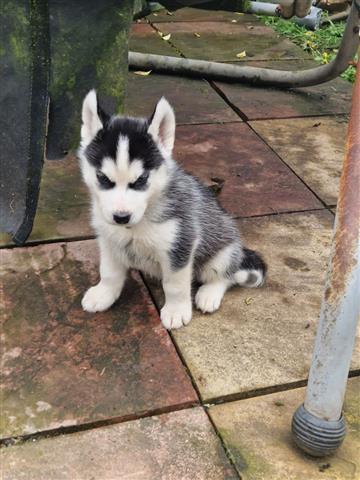$377 : Cute Husky Pups Available To G image 2