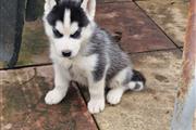 $377 : Cute Husky Pups Available To G thumbnail