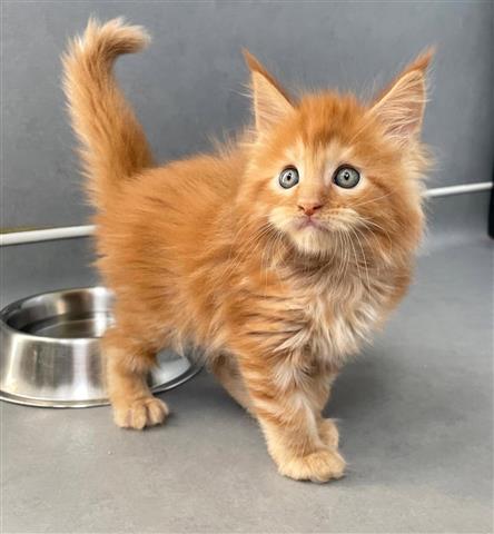 $280 : Maine Coon Kitten Ready image 2