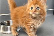 $280 : Maine Coon Kitten Ready thumbnail