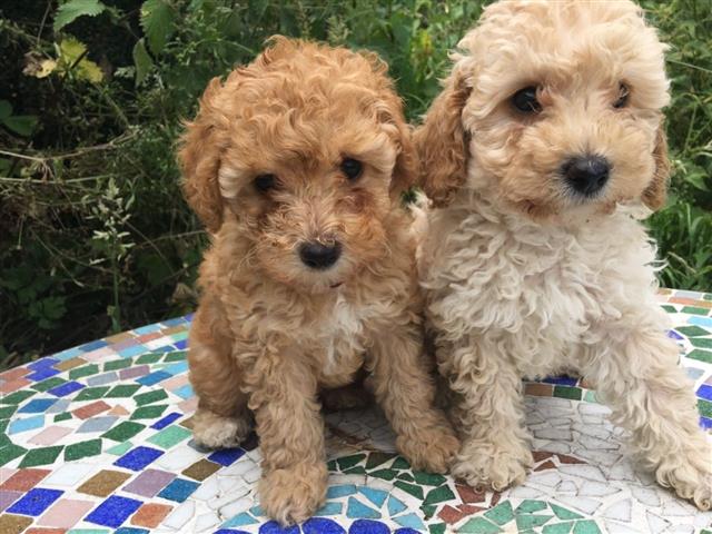 $550 : Affordable Toy Poodle Puppies image 1