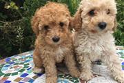 Affordable Toy Poodle Puppies en Plano