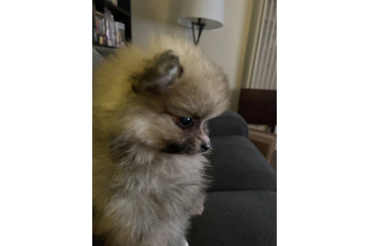 $650 : Pomeranian image 5