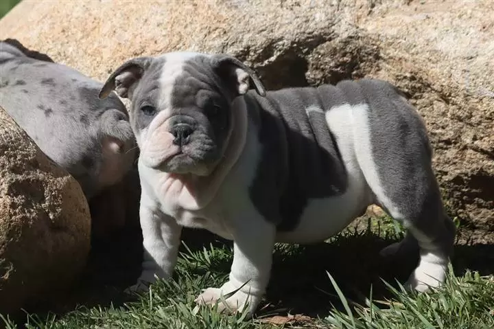 $100 : nice10wks  E.bulldogs 4u ready image 8