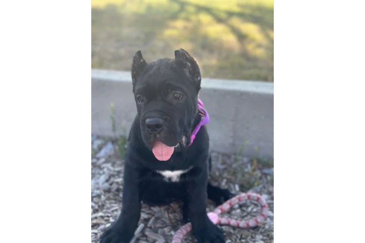 $4000 : SALE DOG CANE CORSO image 7