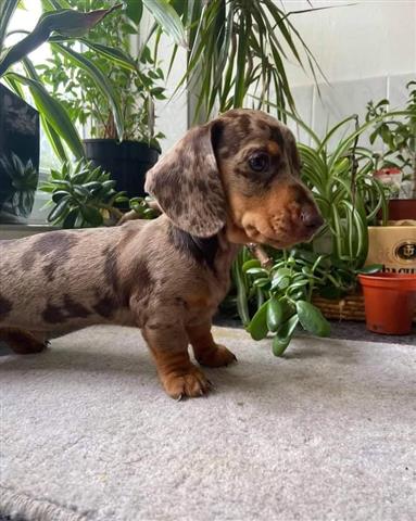 $600 : Cachorros dachshund para venta image 3