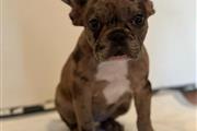 $1800 : Bulldog Francés Merle thumbnail