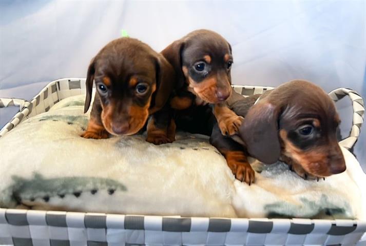 $300 : Cute Dachshund available image 1