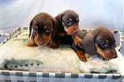 Cute Dachshund available