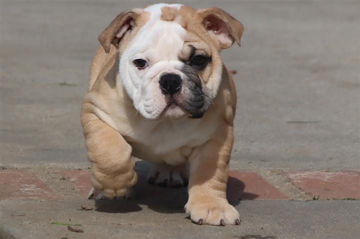 $100 : nice10wks  E.bulldogs 4u ready image 3