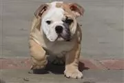 $100 : nice10wks  E.bulldogs 4u ready thumbnail