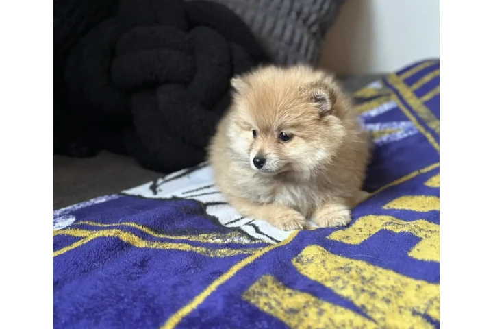 $60 : Pure Pomeranian  available image 3