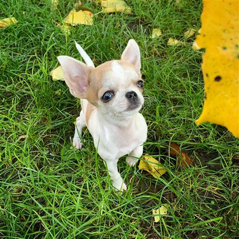 $250 : Chihuahua puppies for sale image 4