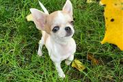 $250 : Chihuahua puppies for sale thumbnail