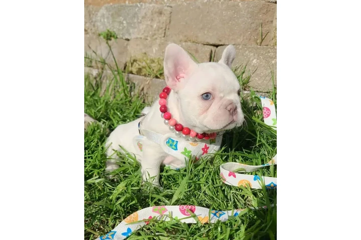 $300 : French bulldog and Pomeranian image 5