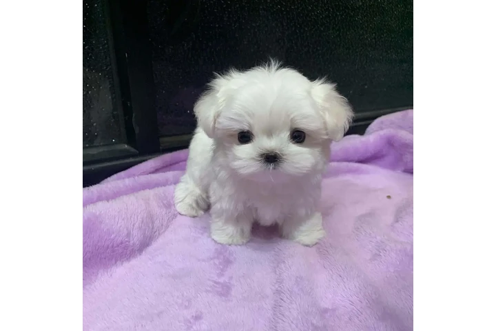 $500 : Bichon frise cachorros image 2