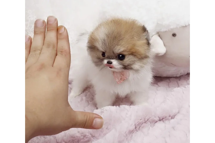 $350 : Micro Pomerania image 1