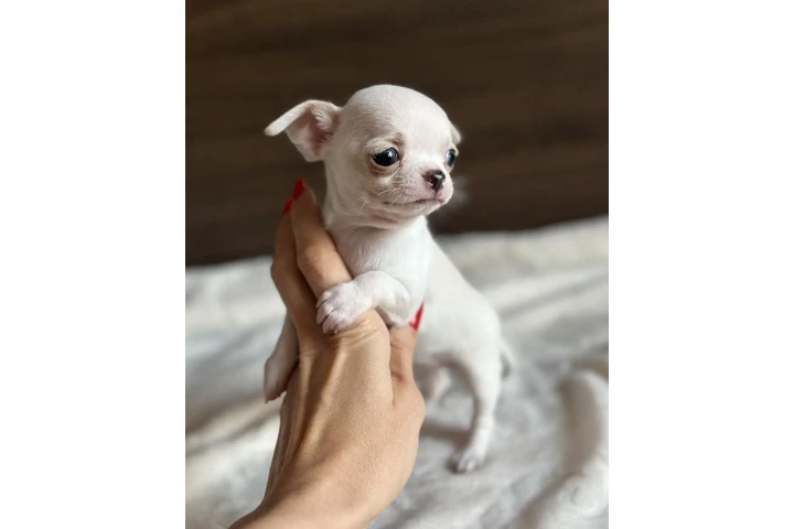 $500 : Chihuahua puppies for sale image 5