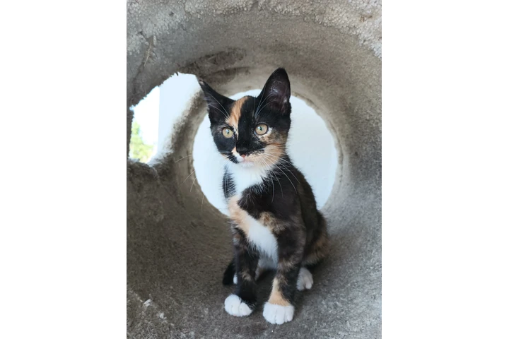 $20 : Gatita en adopción image 2