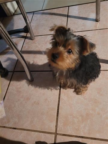 Yorkie image 6