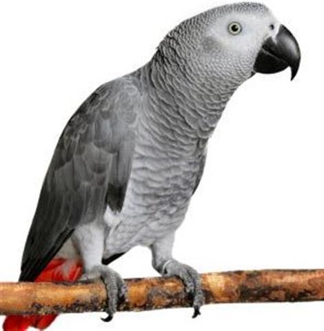 $950 : African Grey Parrot for Sale image 1
