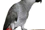 African Grey Parrot for Sale en Anchorage