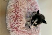 $400 : Siberian husky puppies. thumbnail