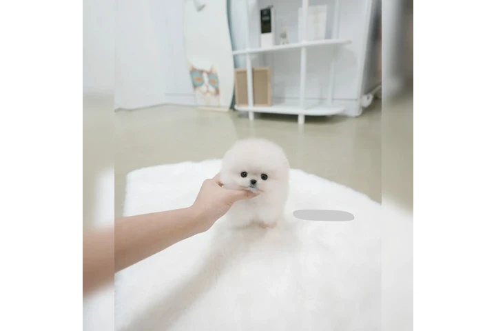 $210 : Pomeranian puppy image 3