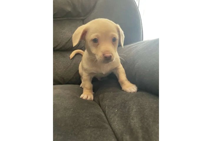 $150 : Chihuahua terrier male image 1