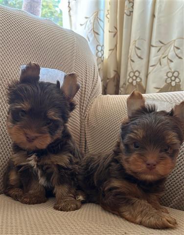 Yorkie puppies image 1