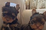 Yorkie puppies en Los Angeles